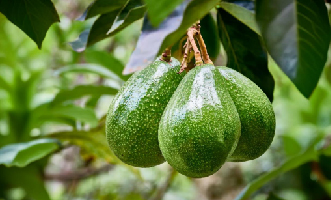 AVOCADO